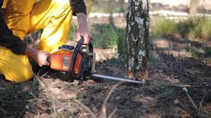 Best Leaf Removal Services  in Lumbine, CO