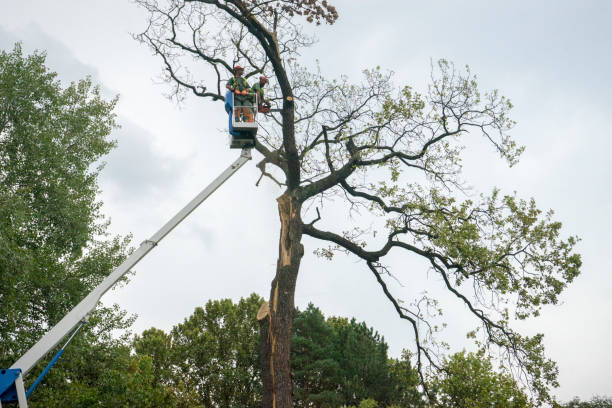 Best Tree Risk Assessment  in Lumbine, CO