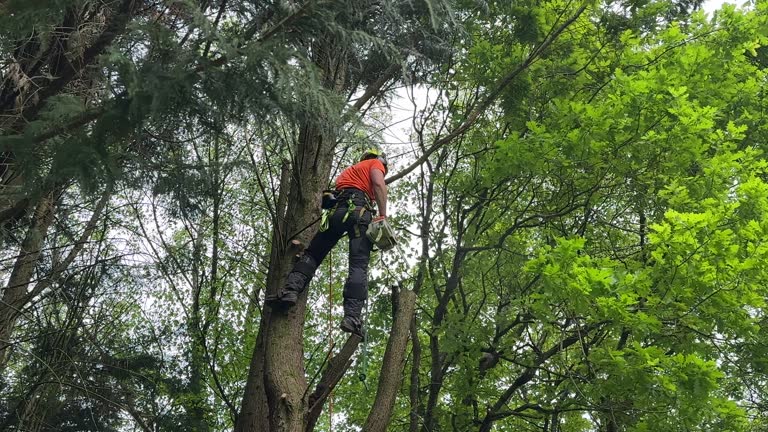 Best Tree and Shrub Care  in Lumbine, CO